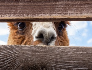 Llama peeking through fence