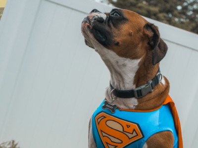 Dog in Superman cape