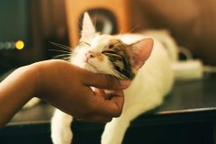 A cat lying down and enjoying a chin scratch. Opens media file when clicked.