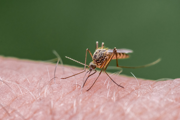 A mosquito sitting on the arm of a human.